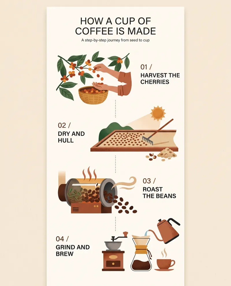 A clean editorial infographic titled "How a Cup of Coffee Is Made"